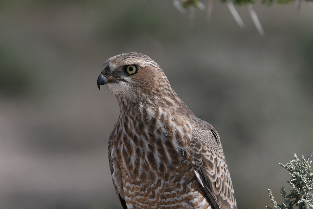 pale chanting goshawk (Melierax canorus)