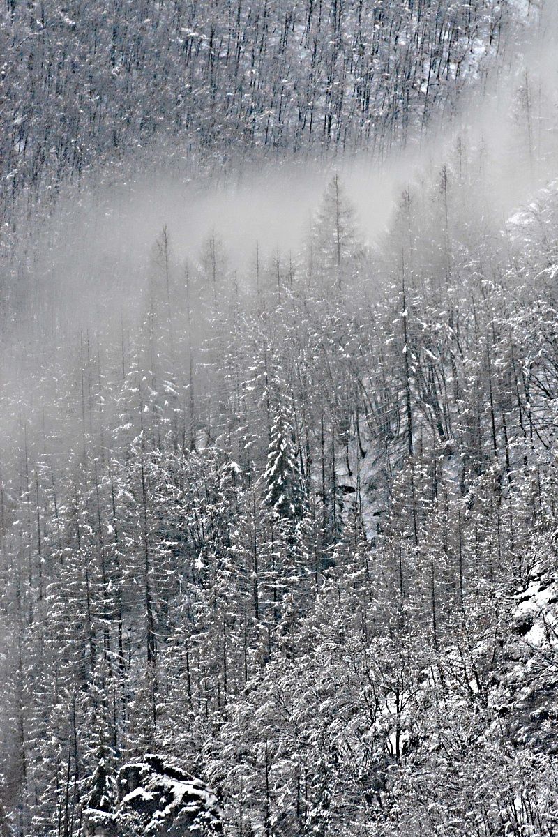 Prigioniera degli alberi