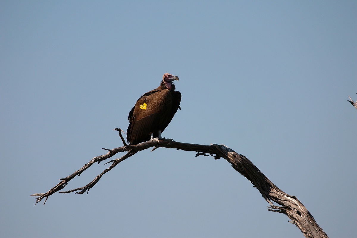 avvoltoio orecchiuto (Torgos tracheliotus)