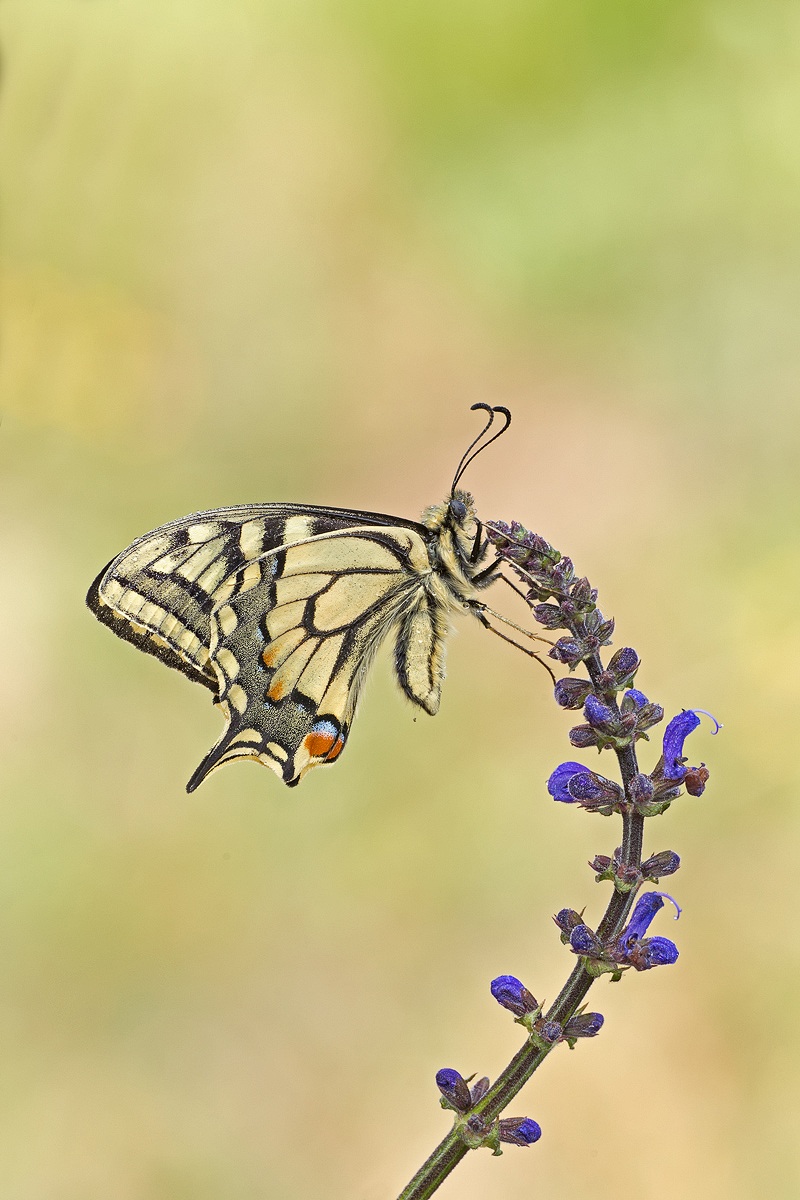 swallowtail