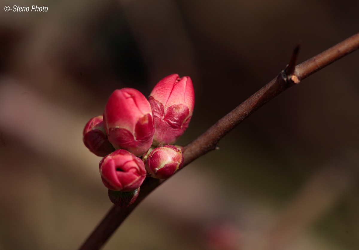 Gems of Persicaria