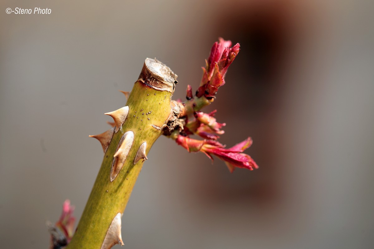 There is no rose without thorns