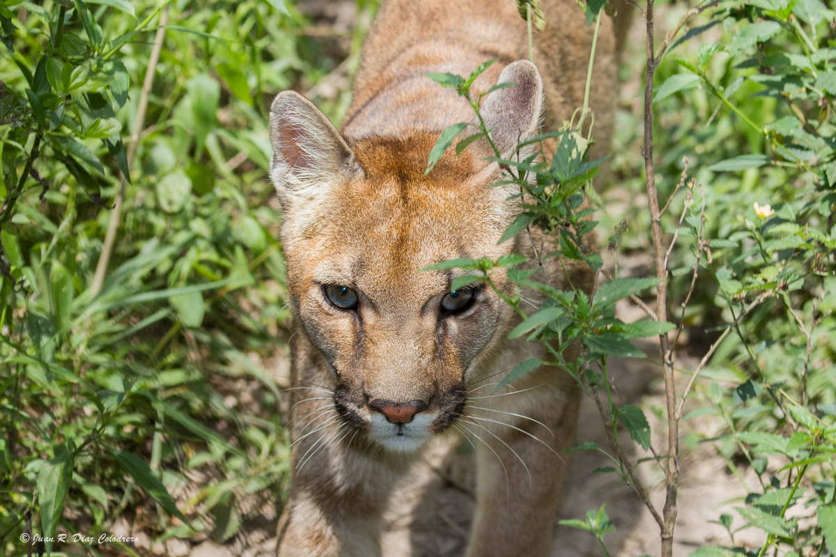 Puma-Puma concolor (Regione Chaquea Argentina)