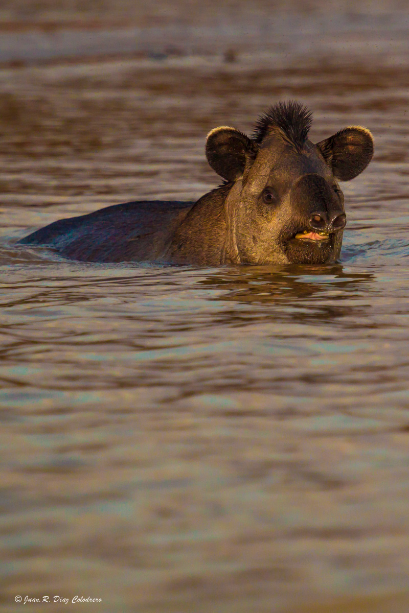Tapiro-Tapirus terrestris (Regione Chaquea Argentina)