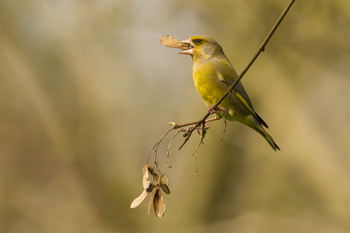 greenfinch hungry