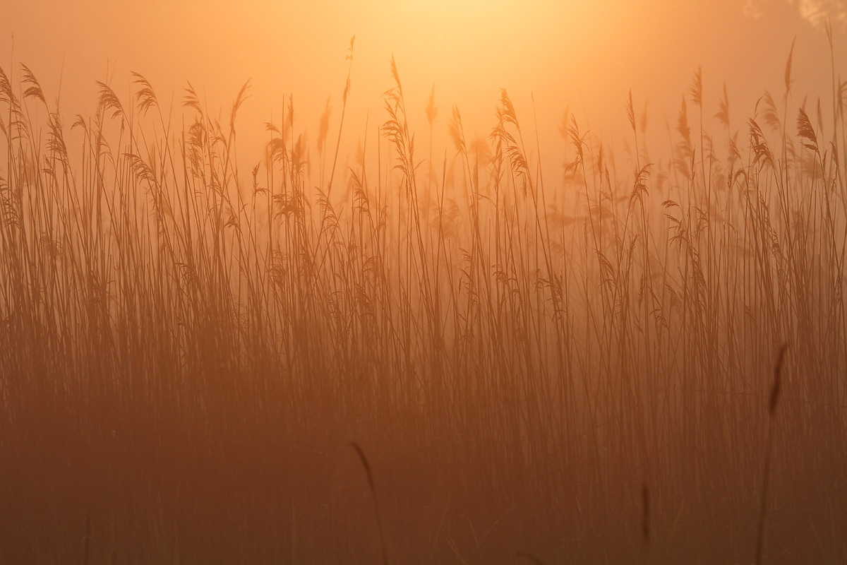 Sunrise in the swamp