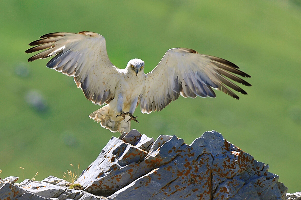 Biancone... atterraggio