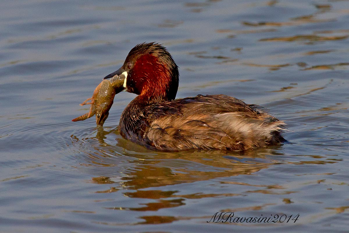 Il pescatore e la grossa preda