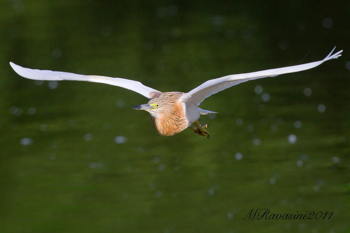 Sgarza ciuffetto in volo frontale
