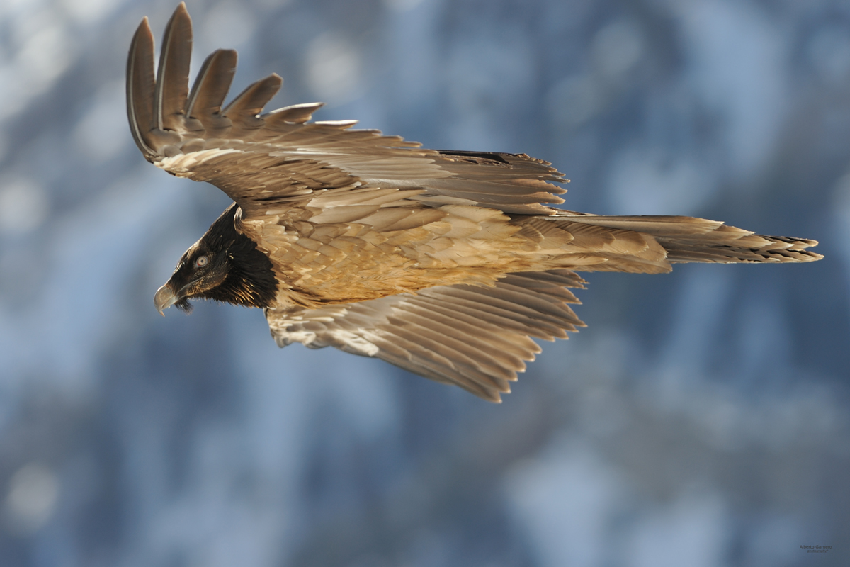 Parourt 1 vulture born free in Italy