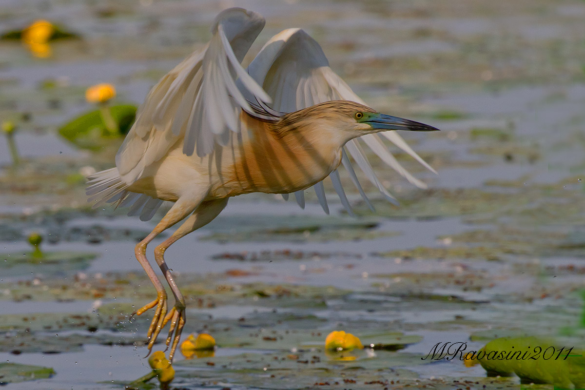 Sgarza ciuffetto in decollo