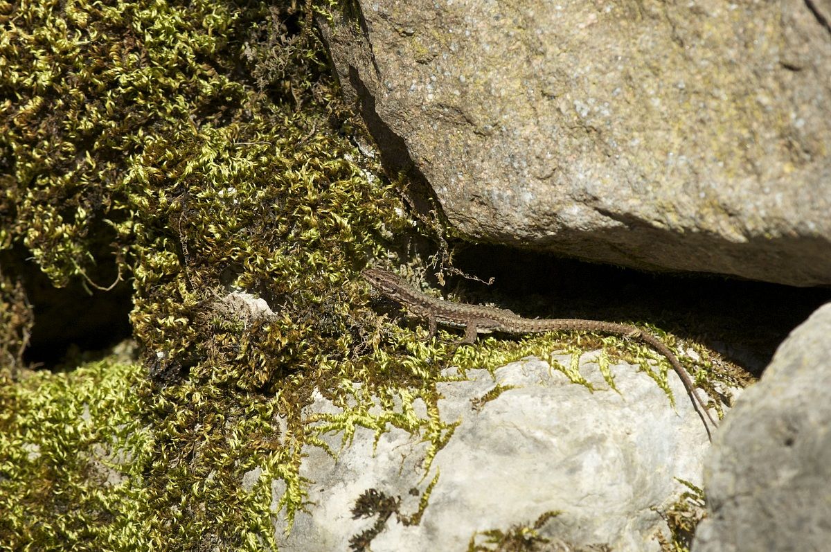 lucertola muraiola e selaginella.