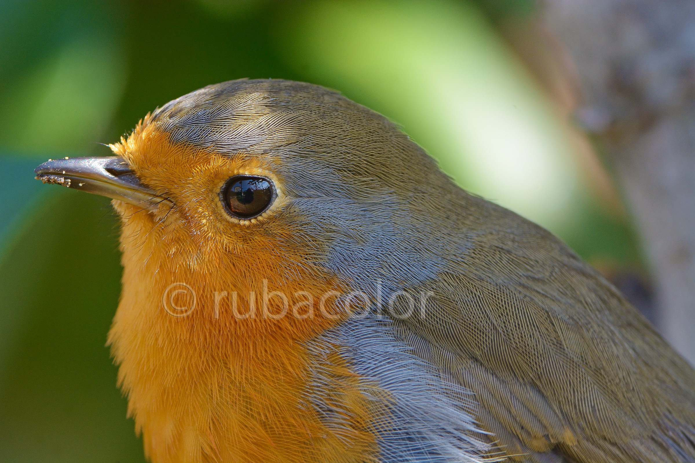 Digging in the feathers of the breast with the 300 f4 duplic...