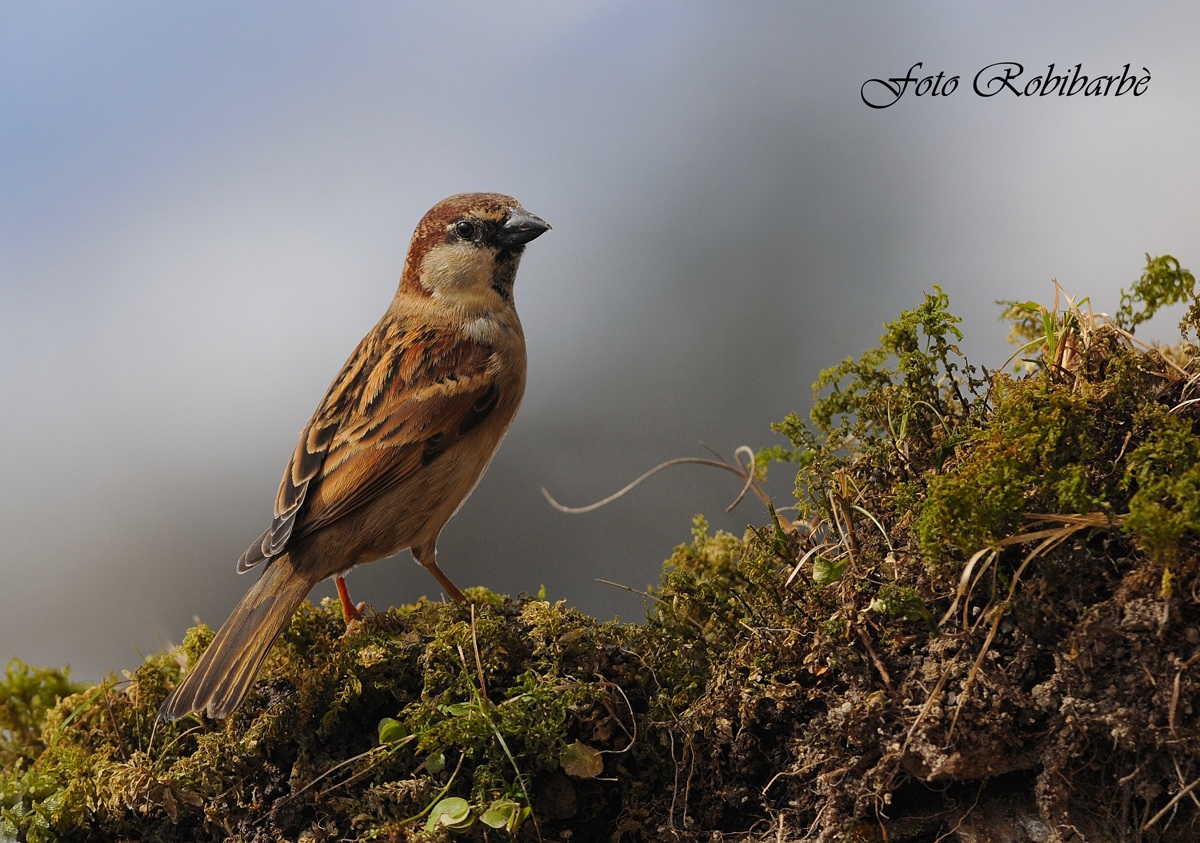 Passero domestico.....