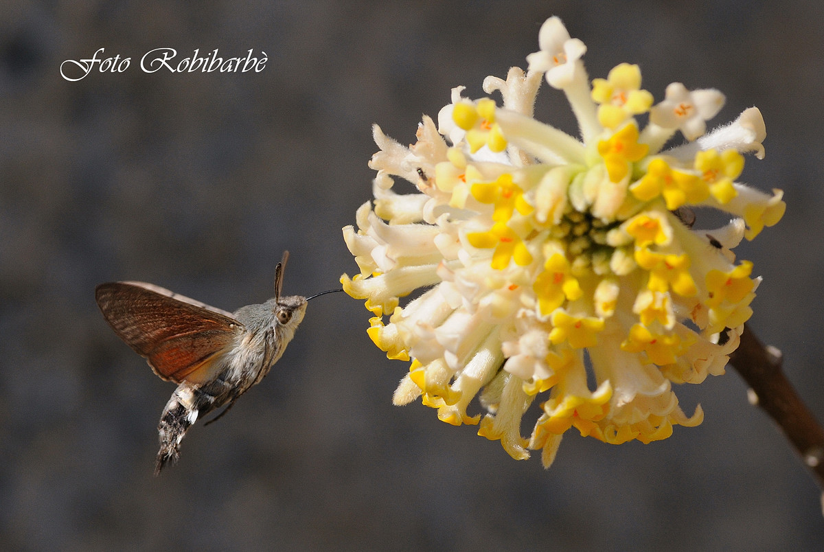 Farfalla Colibrì....