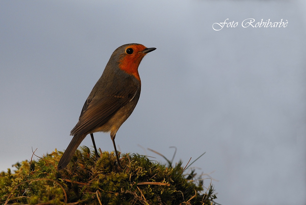Robin ... first rays ....