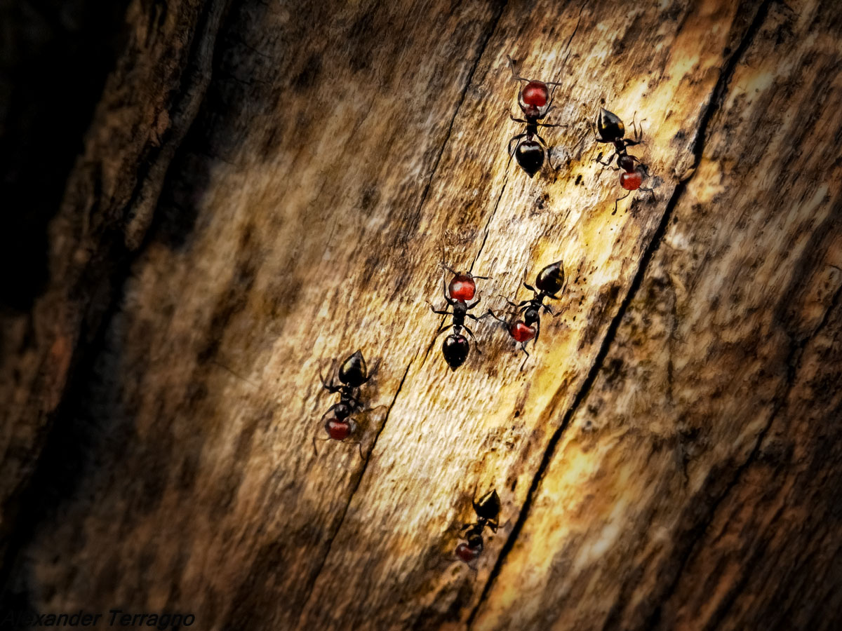 Dove andiamo sta sera ? 2