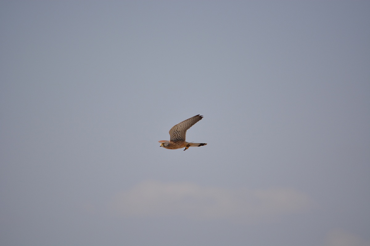 Gheppio e il suo pranzo