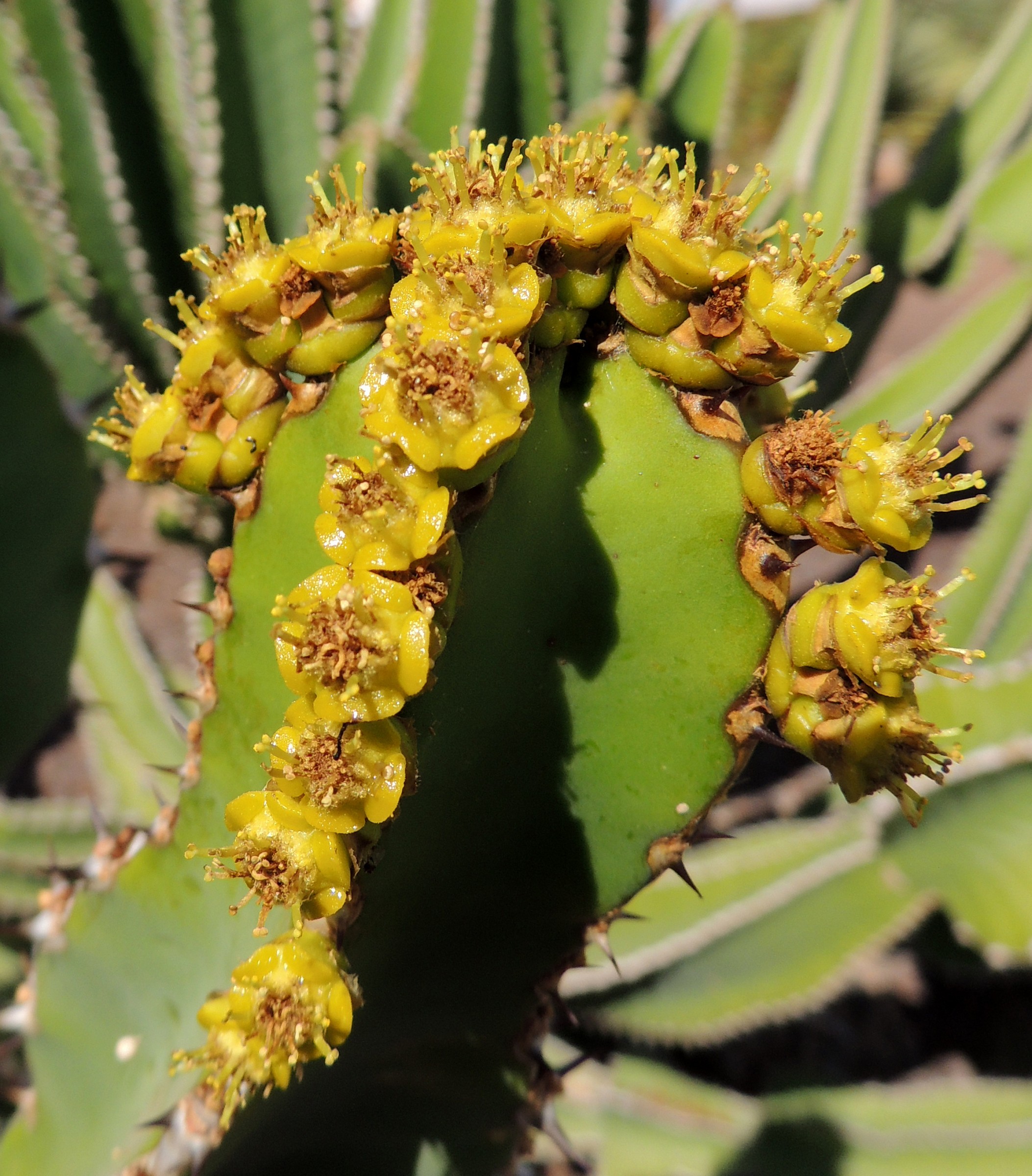 Tenerife-euphorbia ammak