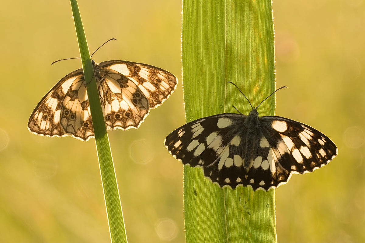 Melanargia galathea