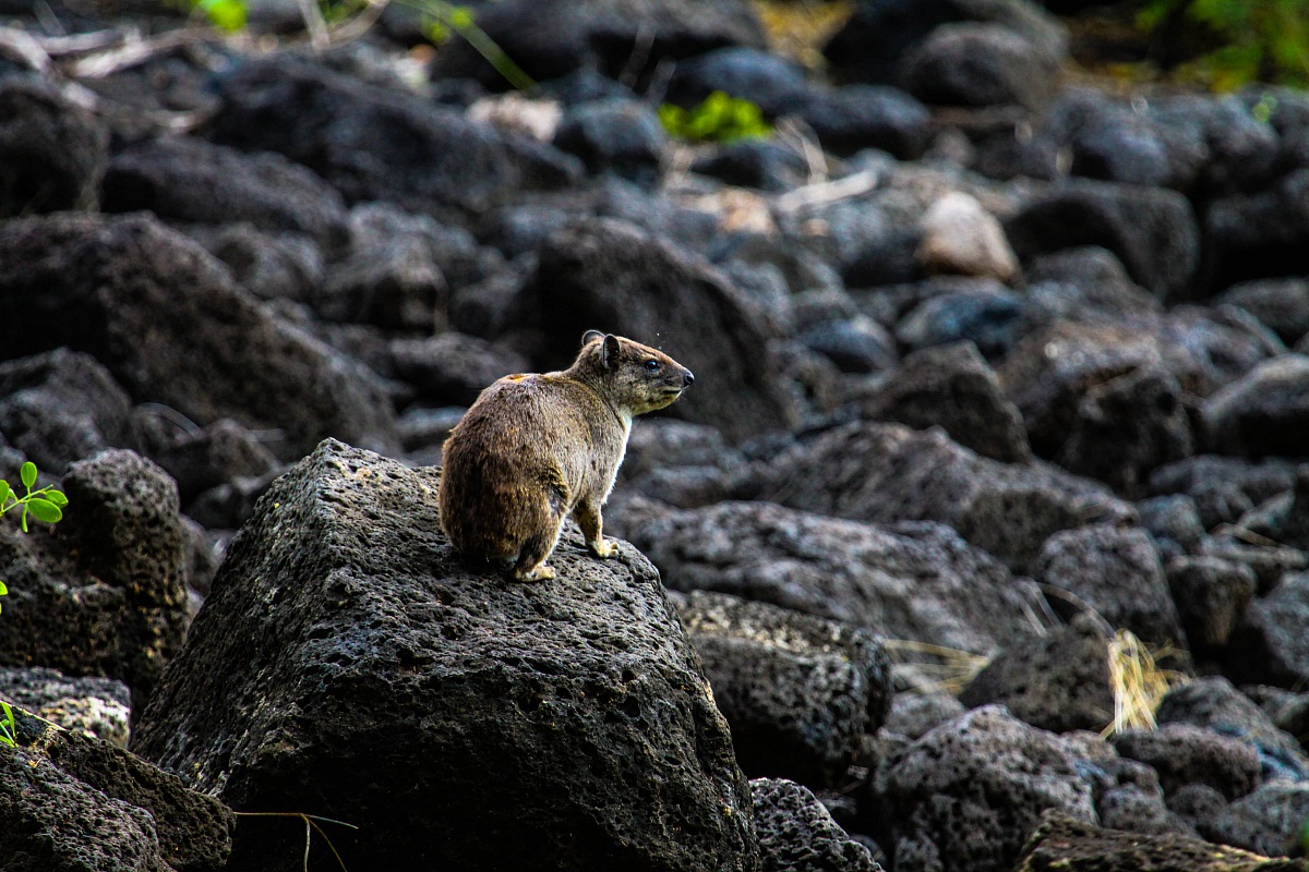 Piccolo essere in un mondo selvaggio