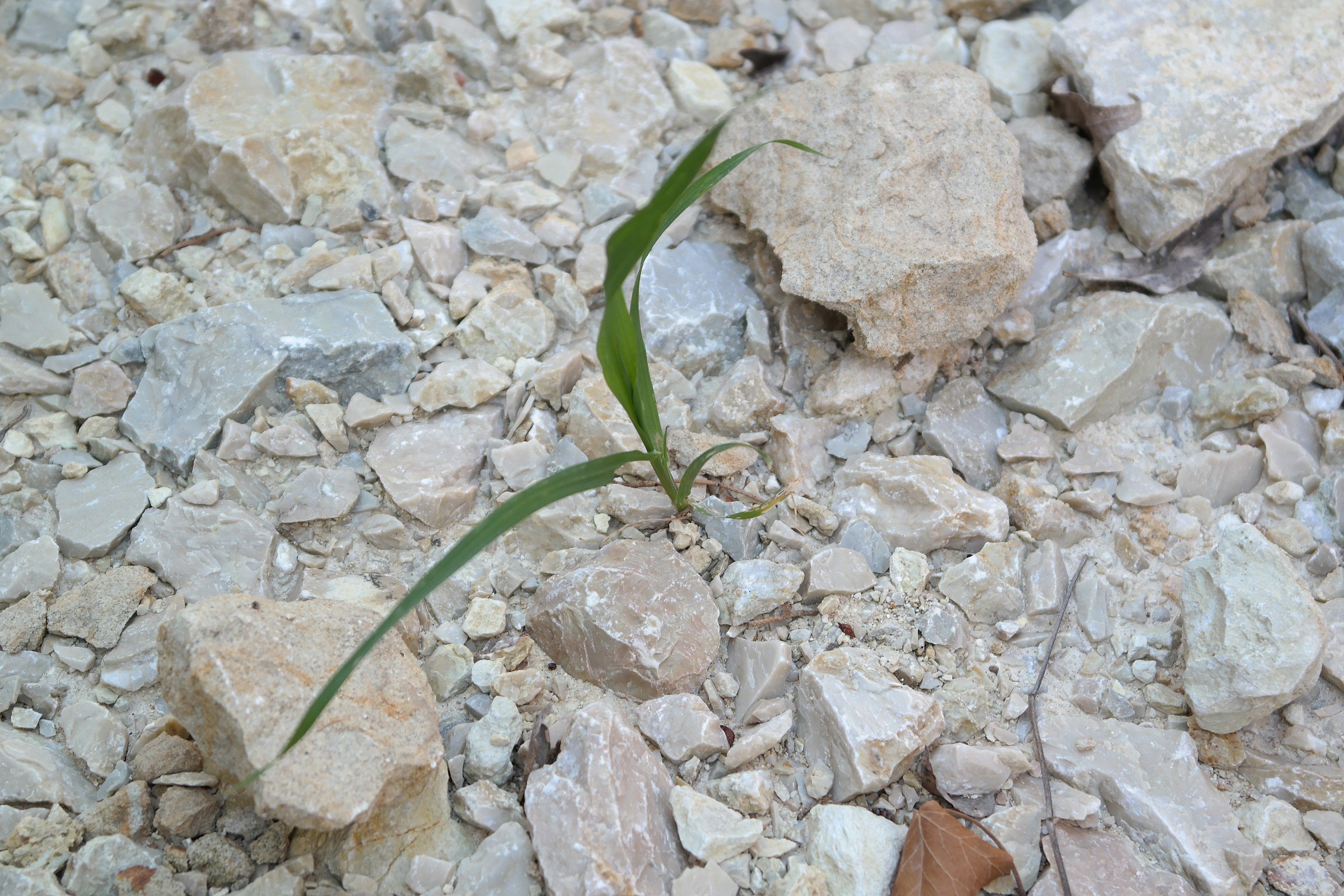 La natura vince sempre