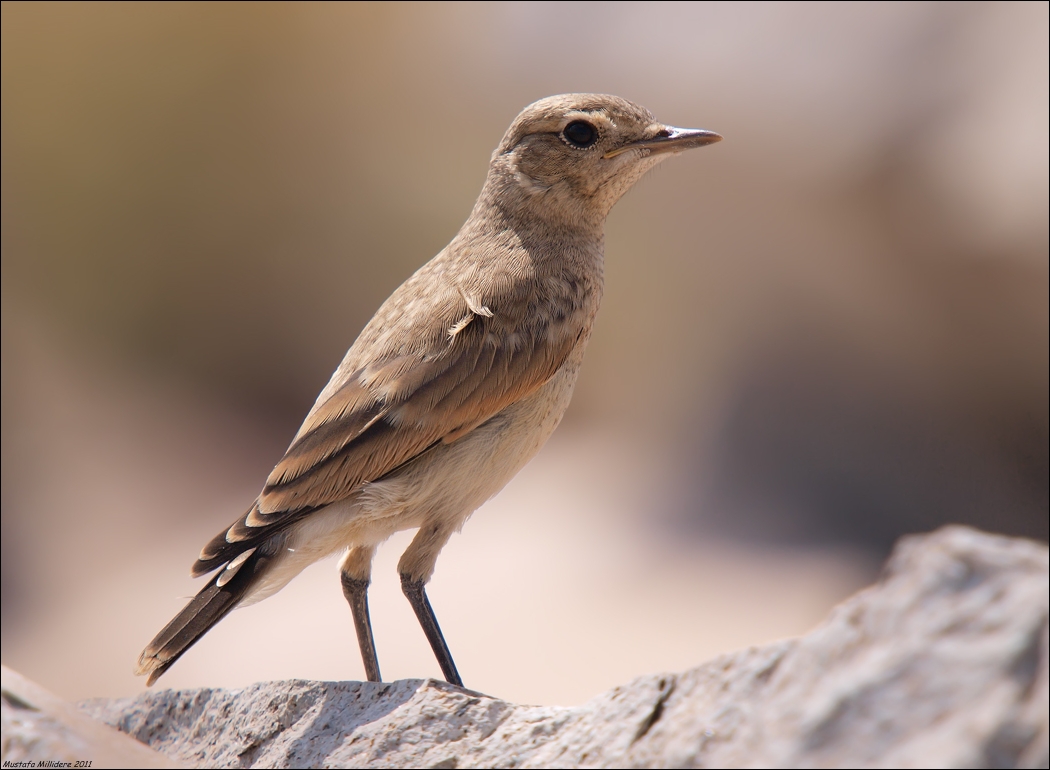 Isabellina monachella ...