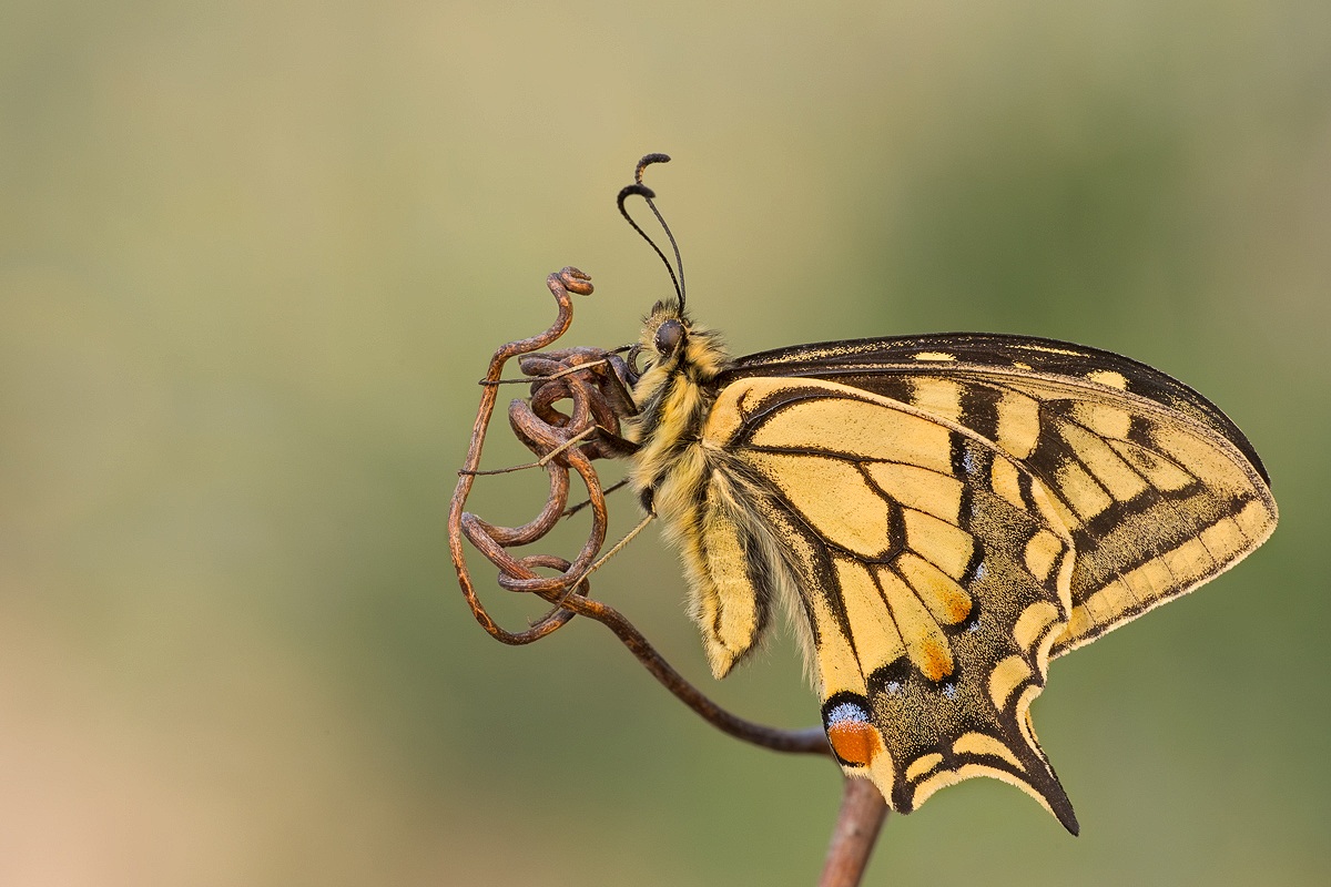 Machaon