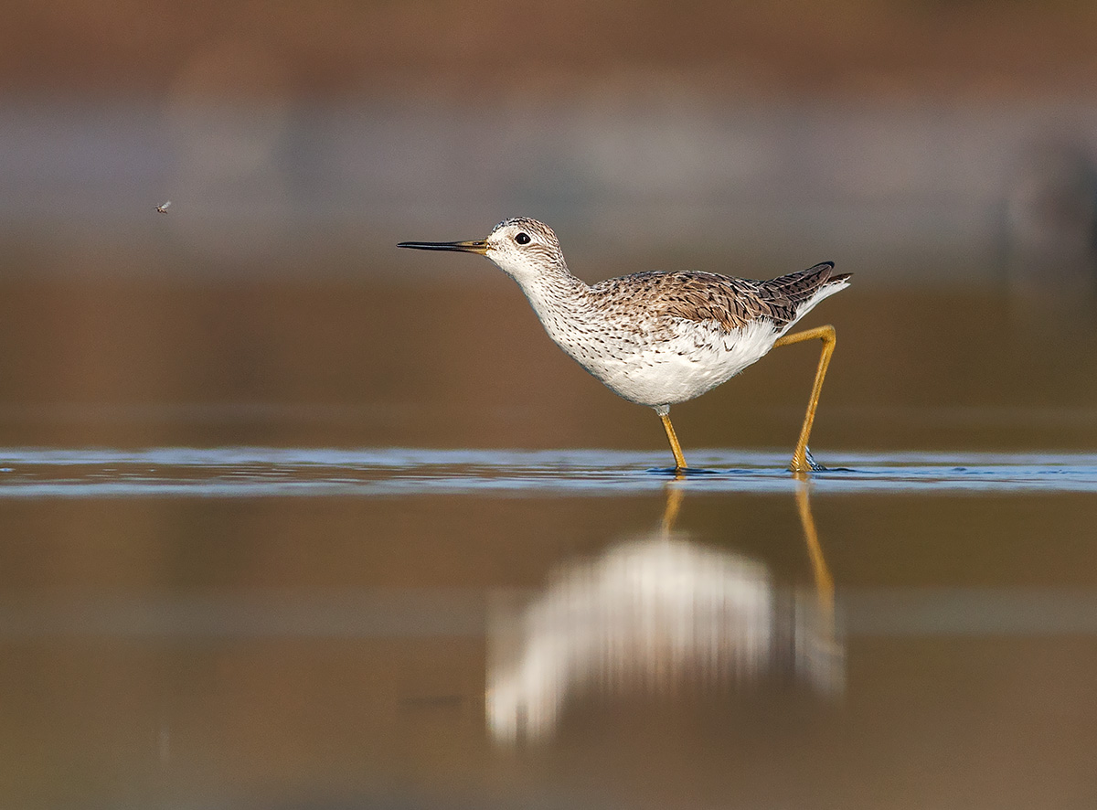 albastrello in hunting