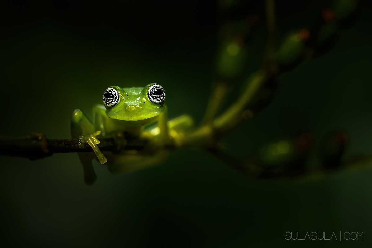 Fantasma Glass Frog | Costa Rica