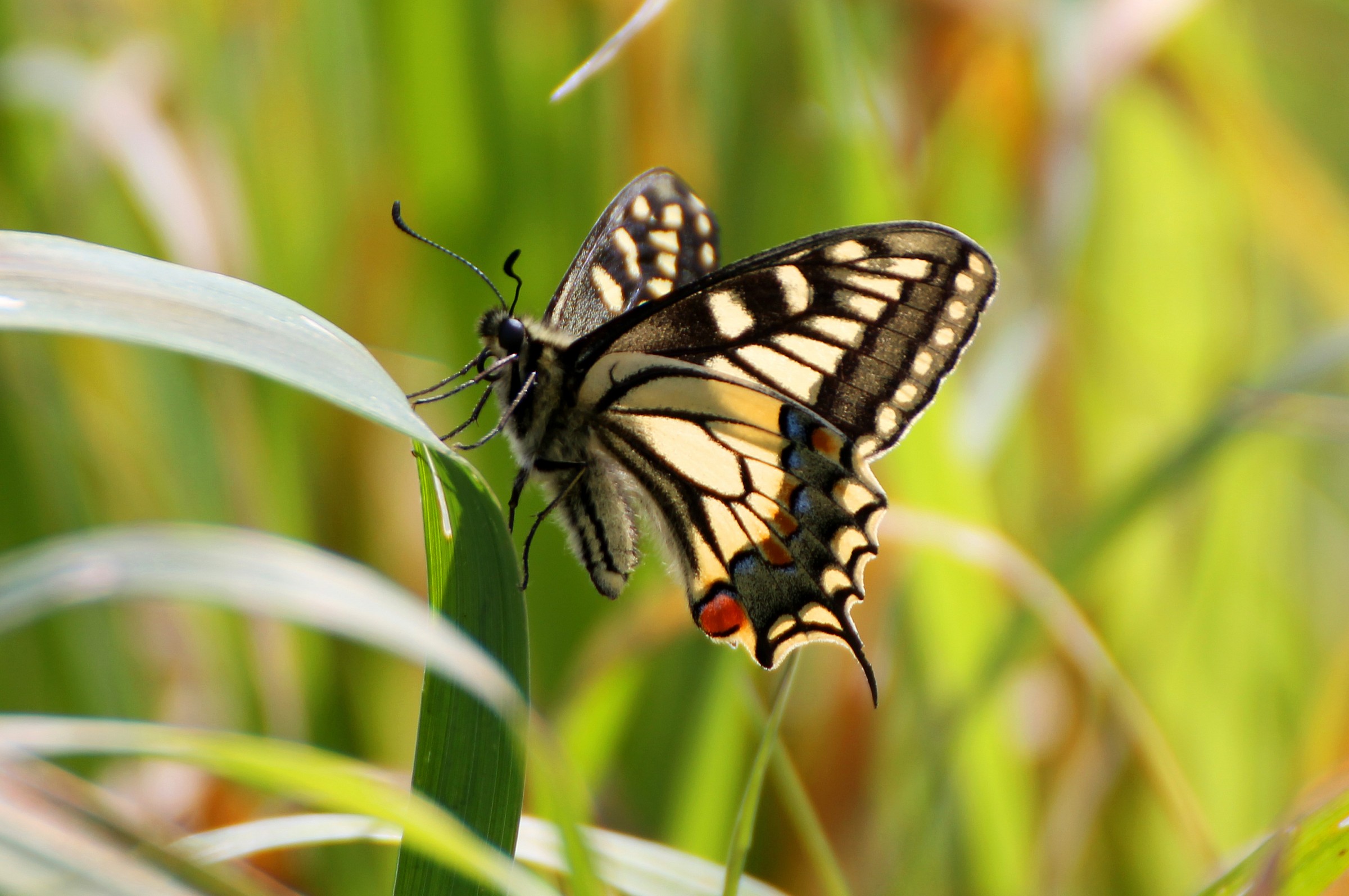 (Papilio machaon Linnaeus, 1758)
