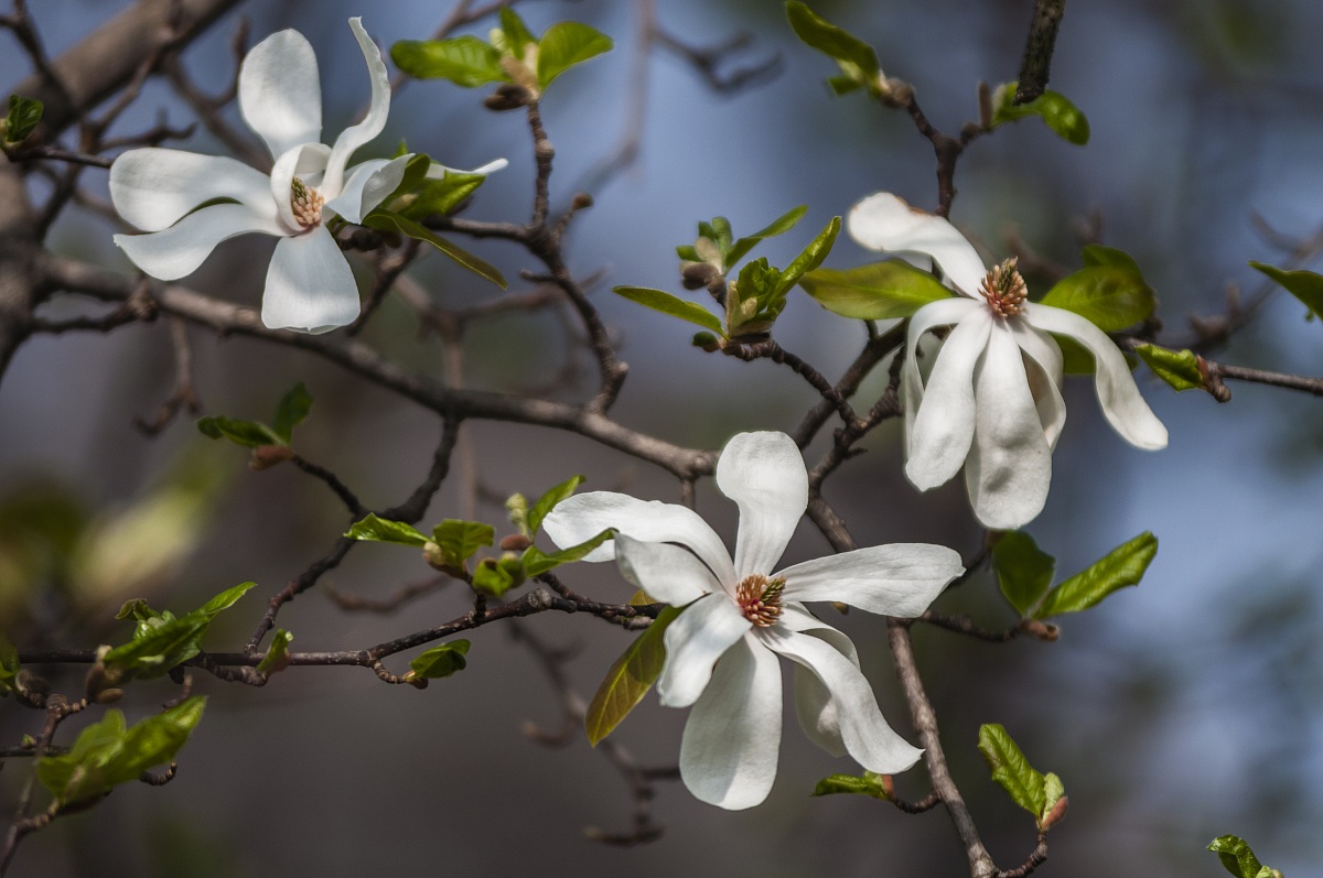 Magnolie Stellate