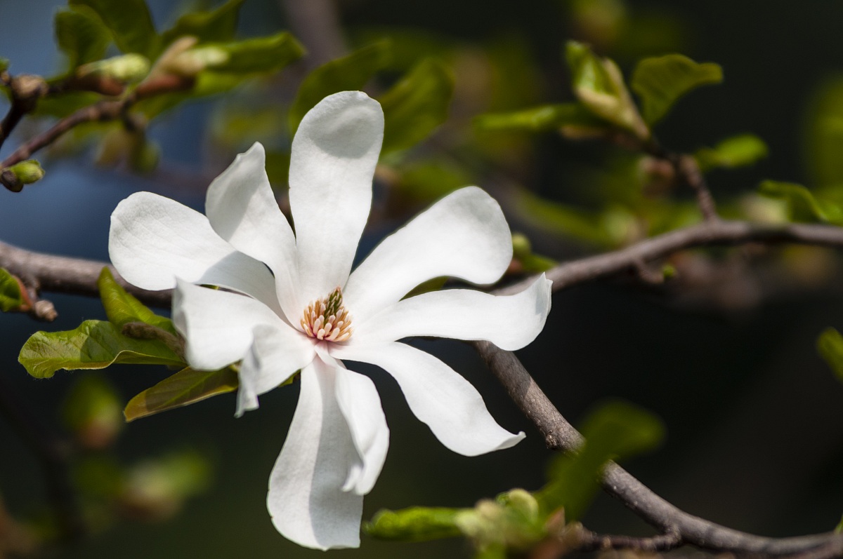 Magnolia Stellata