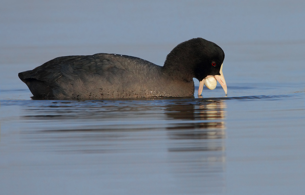 Just like document technically failed, he pro