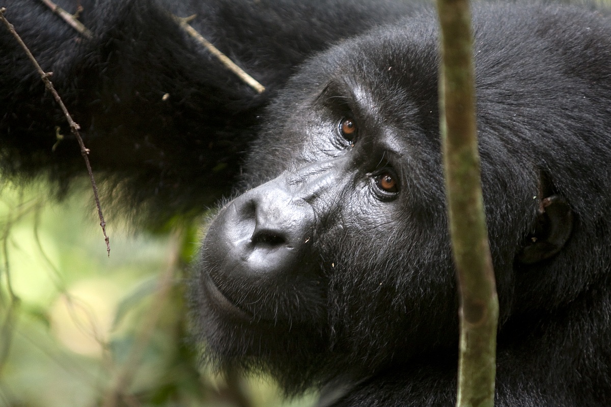 Gorilla di Montagna - Impenetrable forest - Uganda