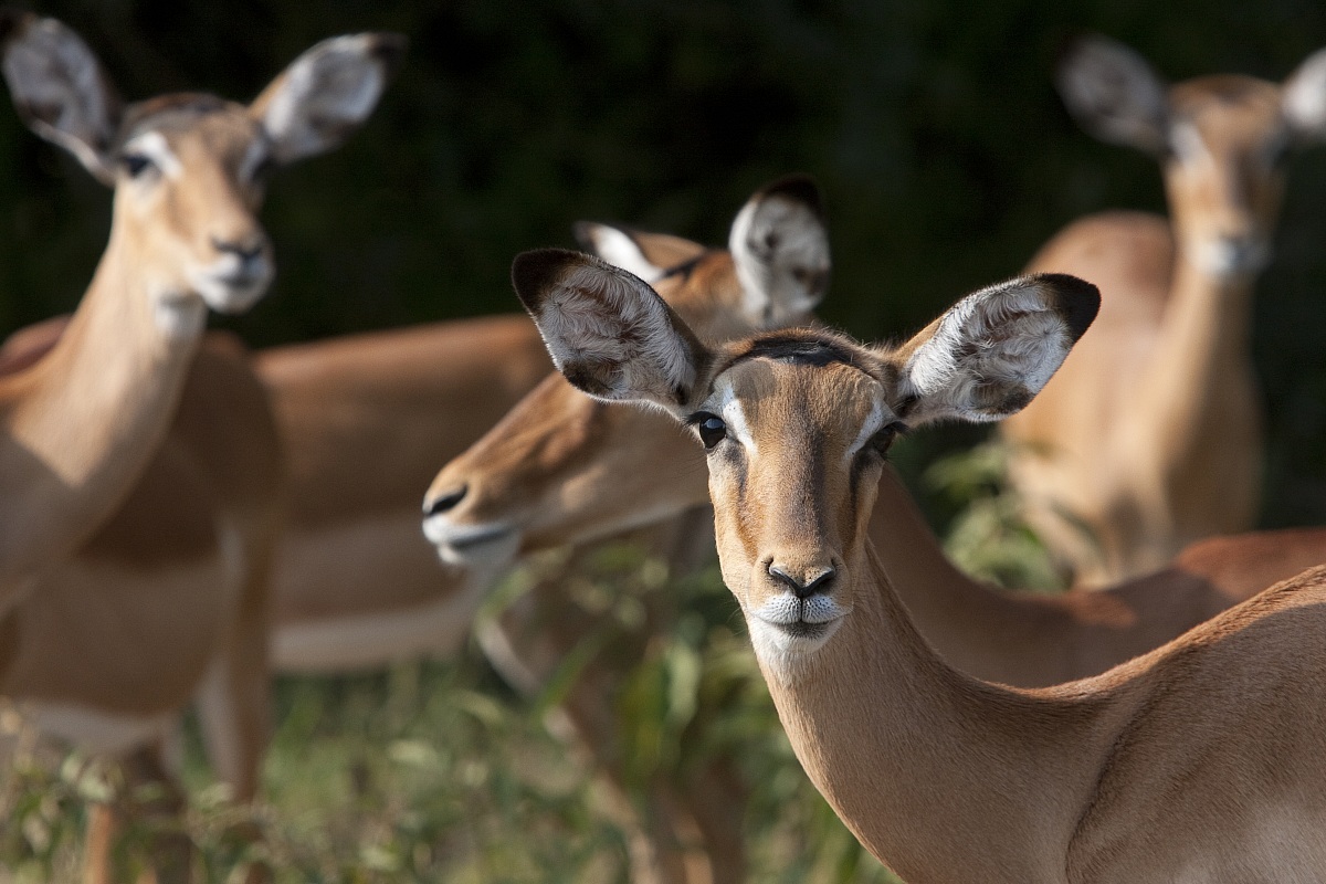 Lake Mburo - Uganda