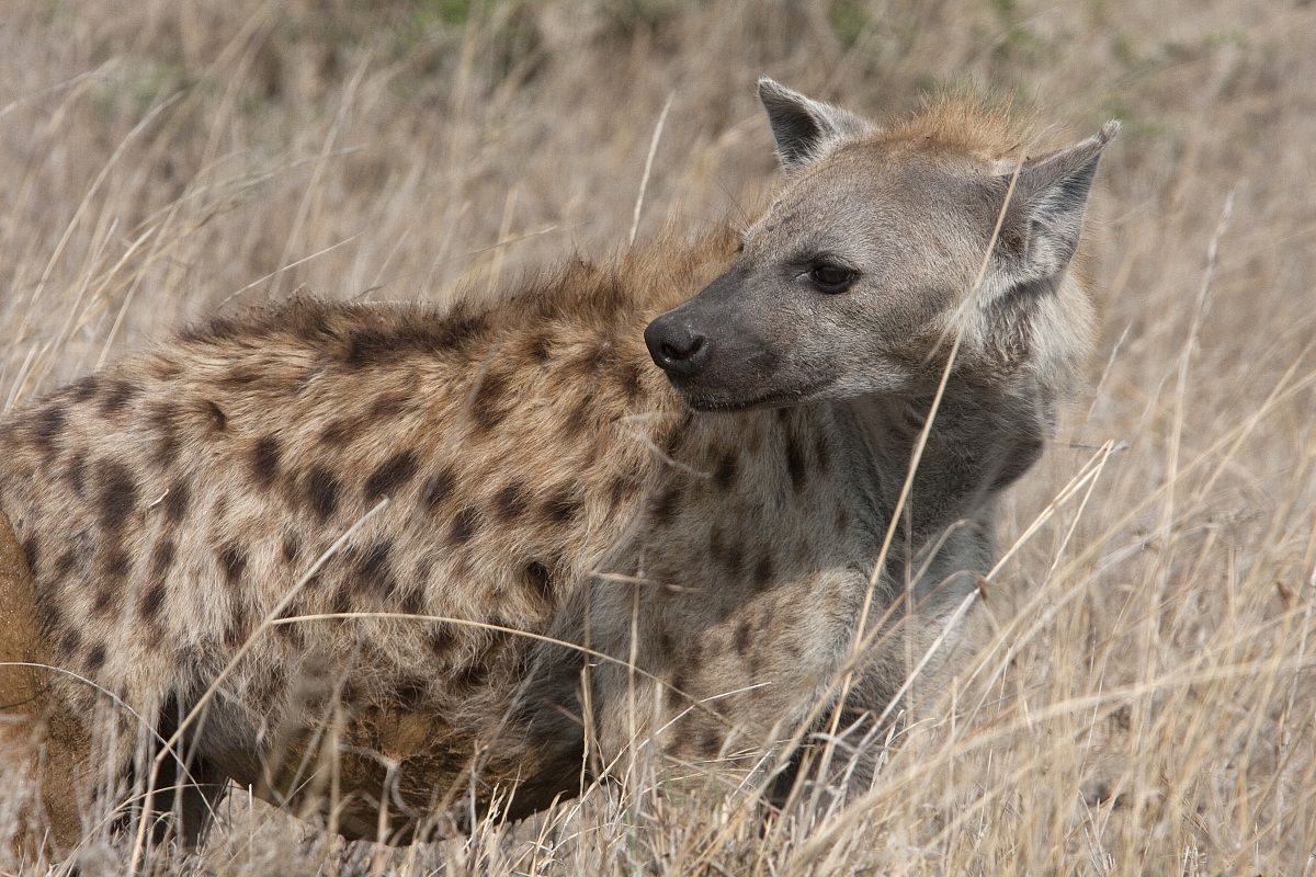Iena - Selous - Tanzania