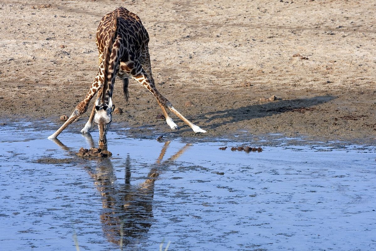 Giraffa assetata