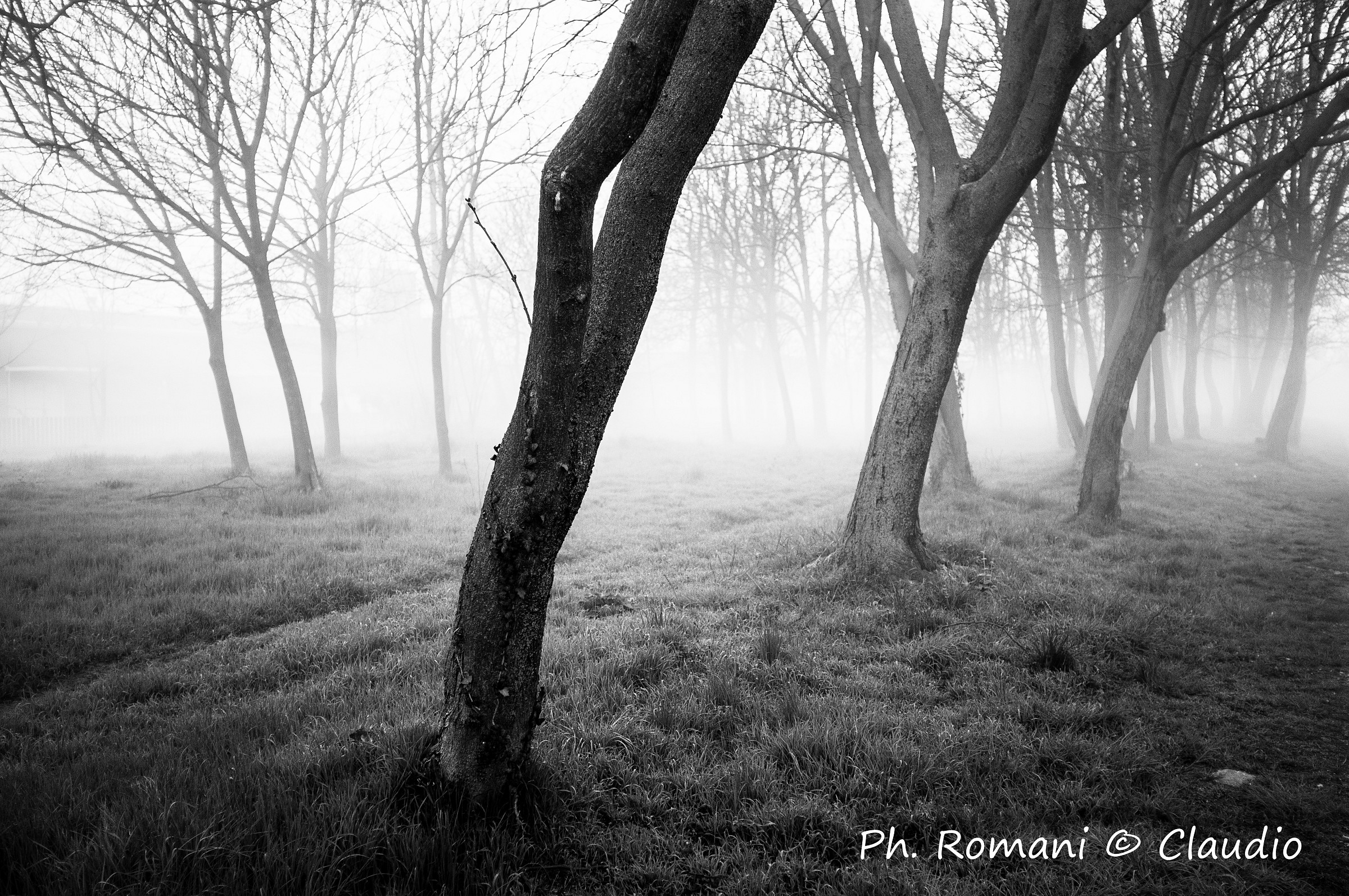 la nebbia di primavera