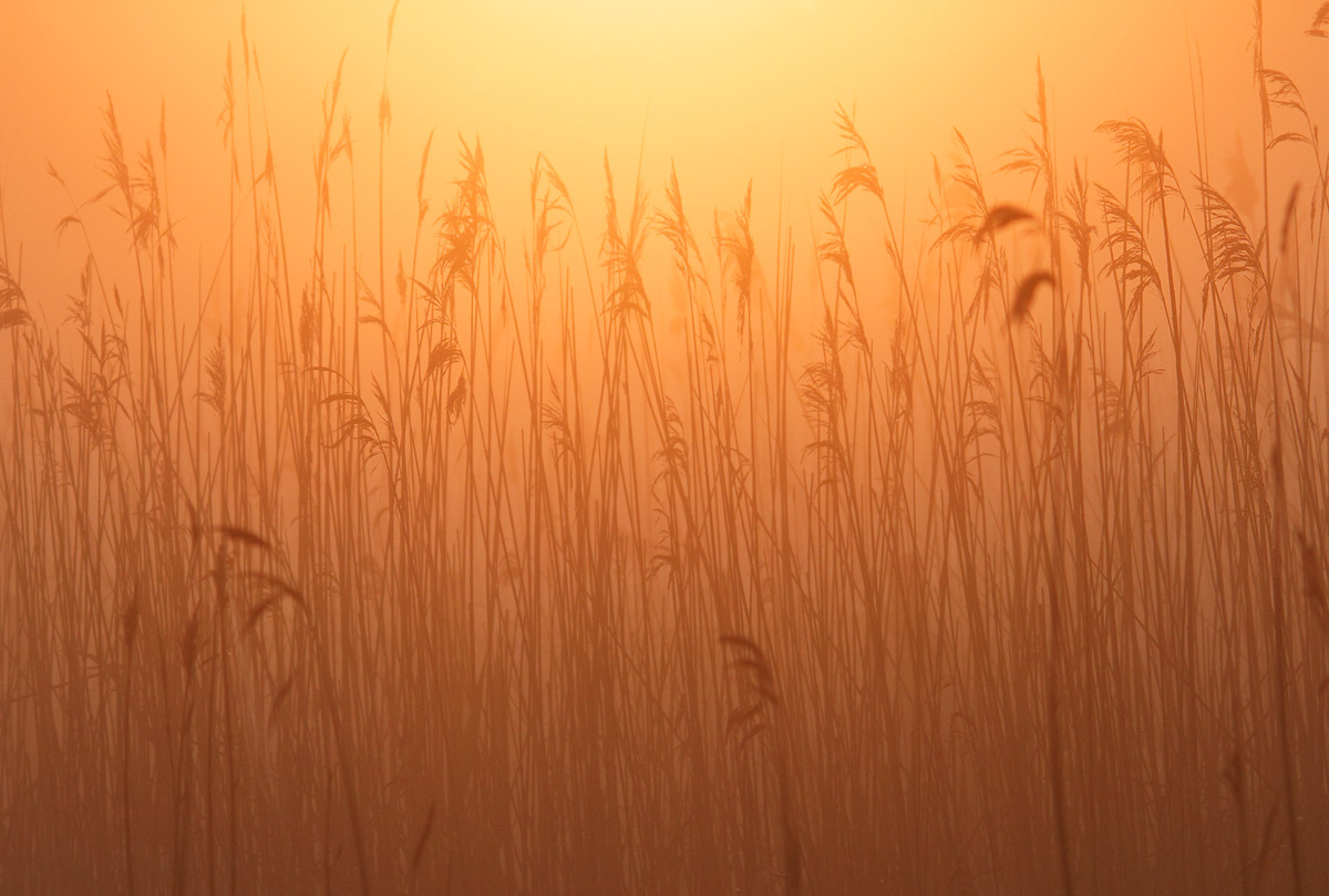 Sunrise in the swamp