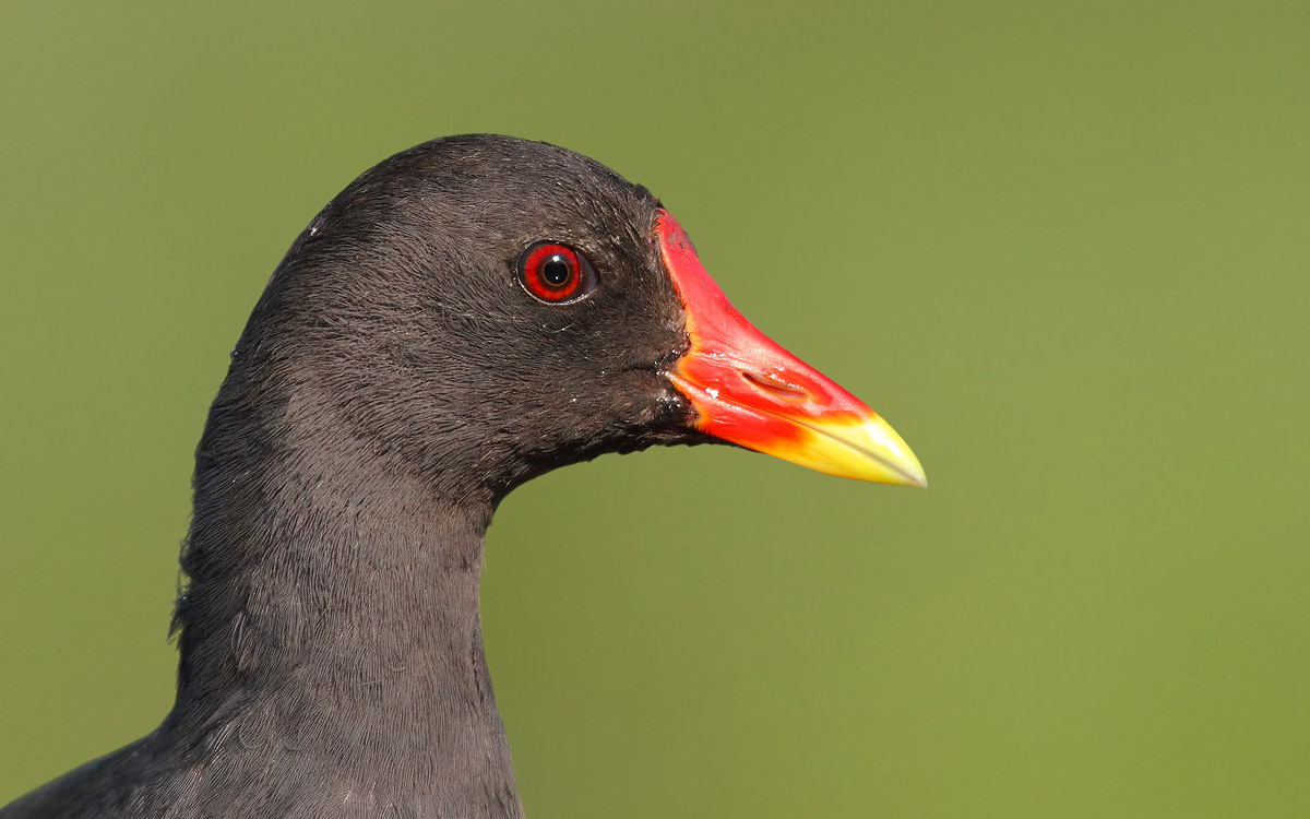 moorhen