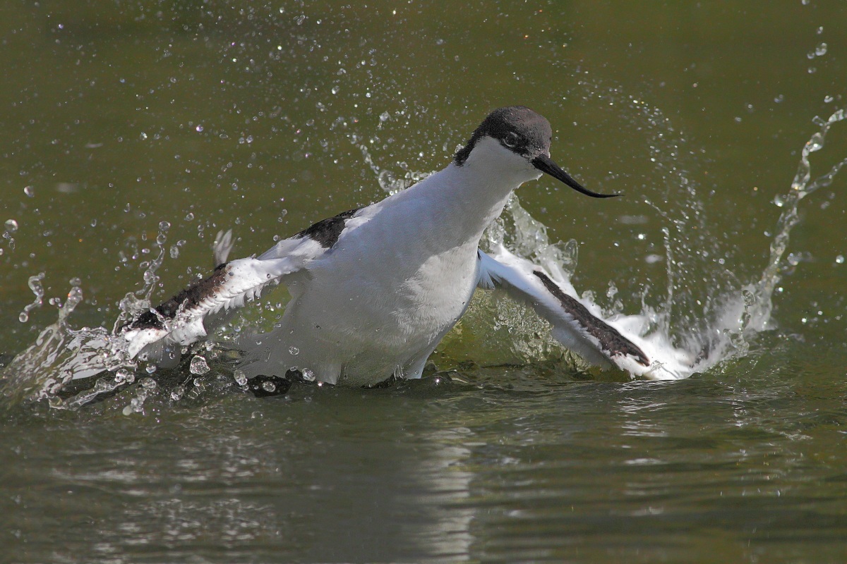 Avocetta