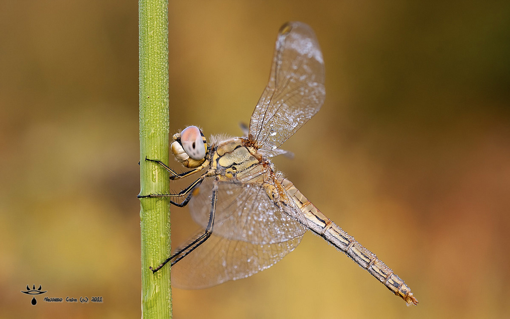 Dragonfly with hoarfrost
