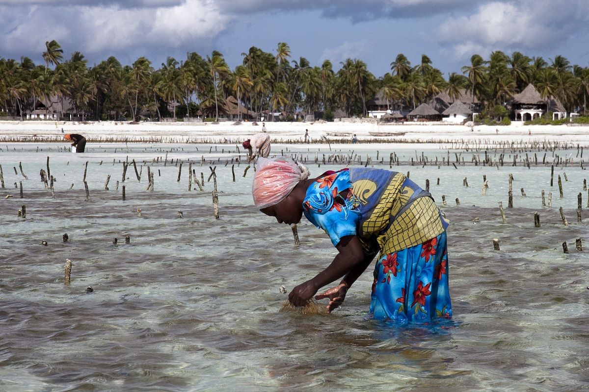 Coltivazione alternativa - Zanzibar