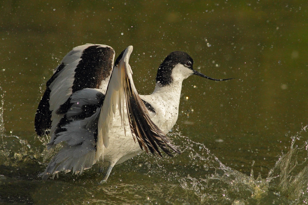 Avocetta