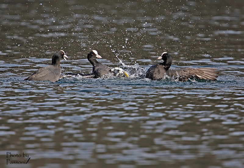 Kick boxing with referee!