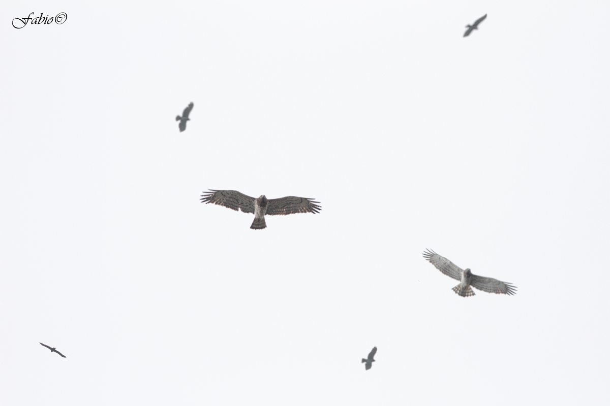 Sei bianconi (Circaetus gallicus) in migrazione