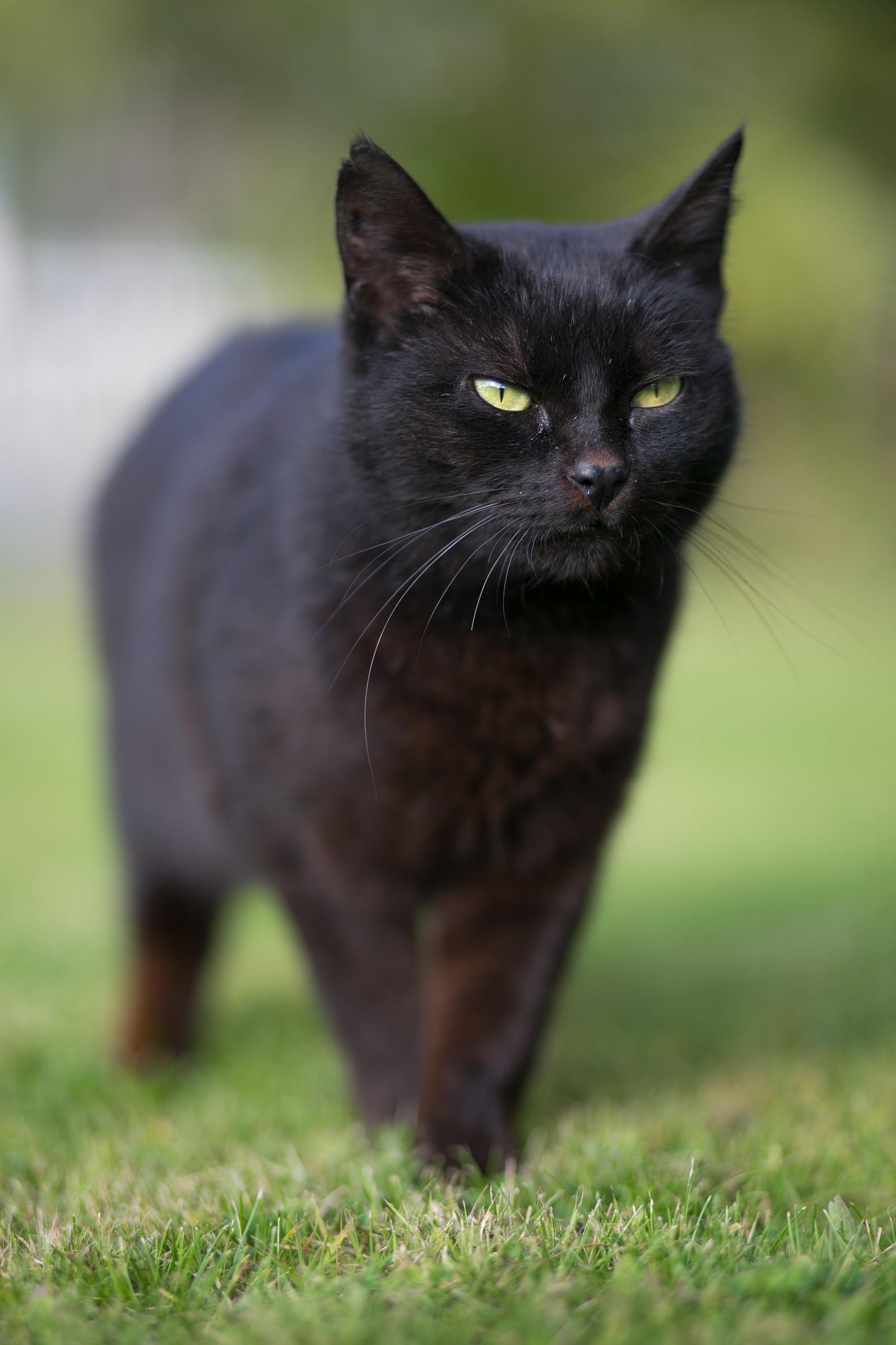 il gatto nero non porta iella !