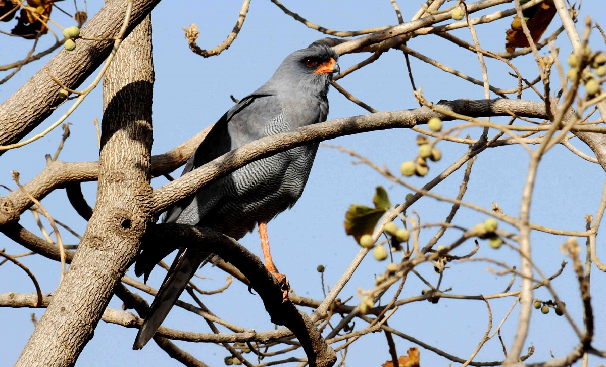 Dark Chanting Goshawk