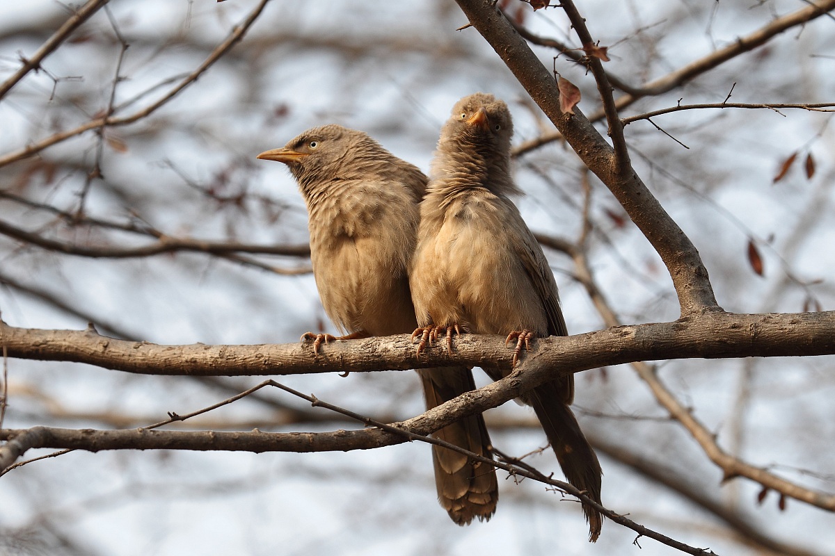 Garrulo striato testabianca (Jungle babbler)